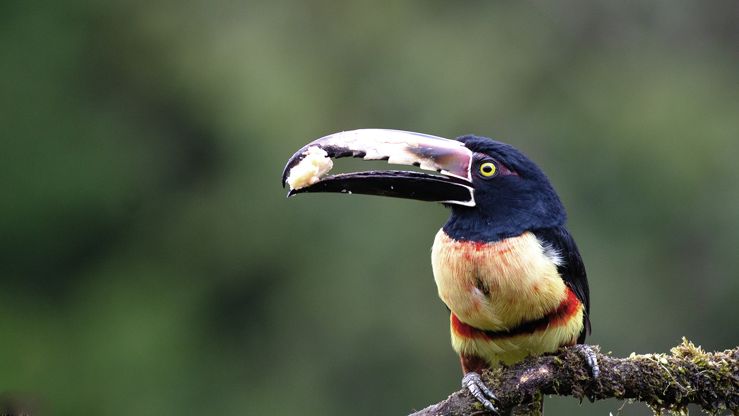 Collared Aracari